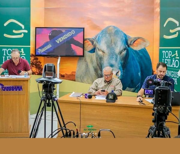 Leilão de gado transmitido para a Panorama Leilões